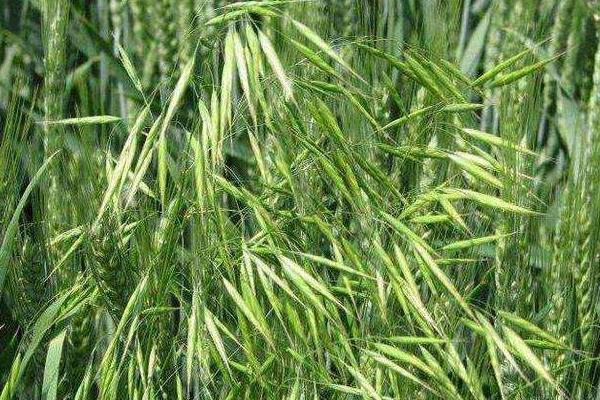 济麦40小麦种子特点，与对照品种济麦22熟期相当