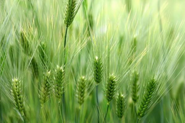 济麦40小麦种子特点，与对照品种济麦22熟期相当