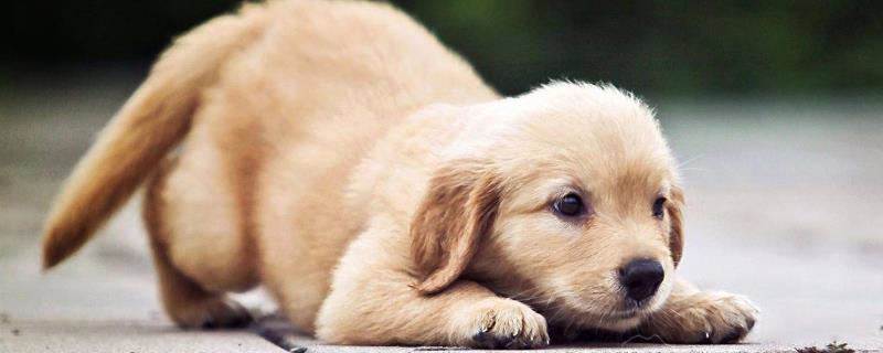 狗狗尿毒症的早期症状，情绪极度低落、意识不清等