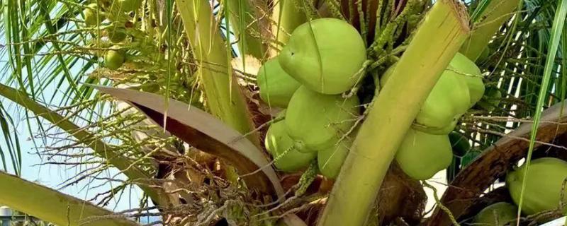 椰子有种子吗，椰子本身就是种子