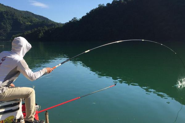 钓鲢鱼用什么鱼钩最好，伊势尼钩、千又钩、小矶钩都适用