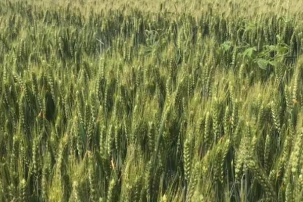 东北小麦的主产区在哪，包含黑龙江、吉林、辽宁等地区