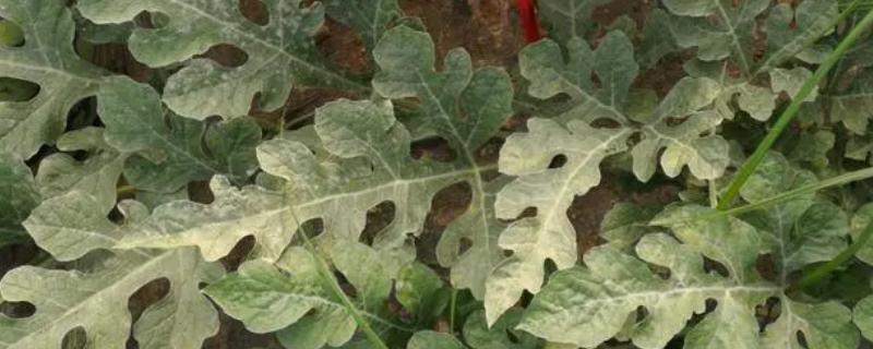 西瓜白粉病，主要危害叶片、叶柄和茎