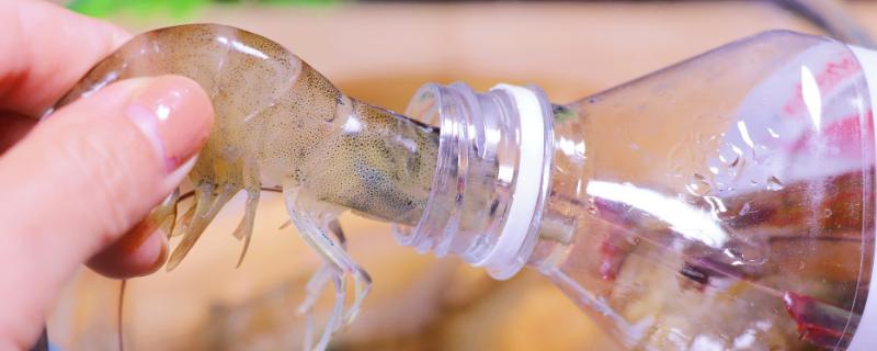 鲜虾的保存方法，可使用塑料瓶、保鲜盒、保鲜袋进行保存