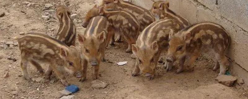 野猪的养殖方法，根据养殖场的规模来决定购买数量