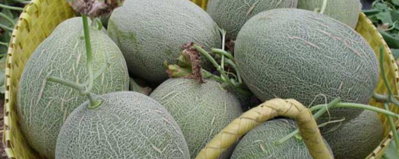 哈密瓜没熟放几天会熟吗，放在高温环境中会加速成熟