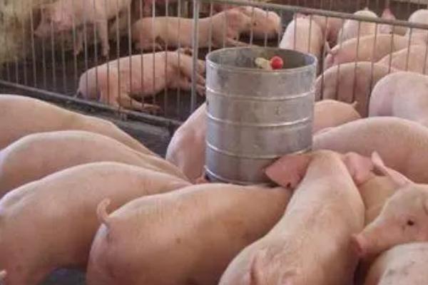 养猪如何快速增肥，温度对猪的生长很关键