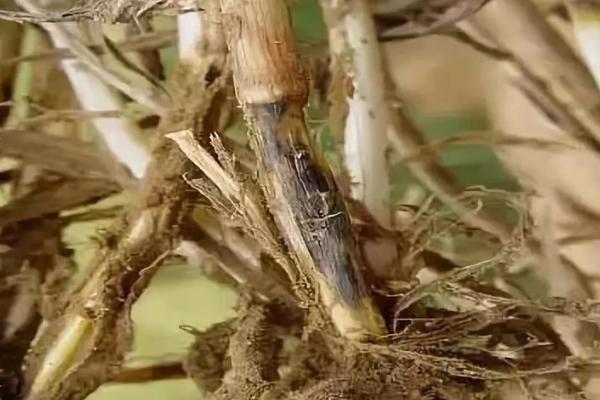 小麦全蚀病的症状和防治方法，分蘖期发病会导致茎部变黑