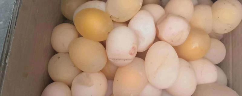 鸡下软壳蛋怎么办，可在饲料中添加蛋壳粉、碳酸钙粉