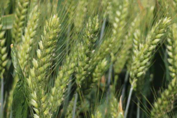 新麦56小麦种子特征特性，与对照品种周麦18熟期相当