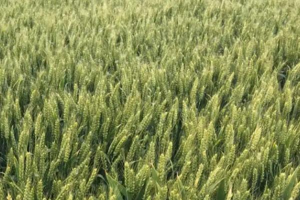 怀川267小麦种子特点，与对照品种周麦18熟期相当
