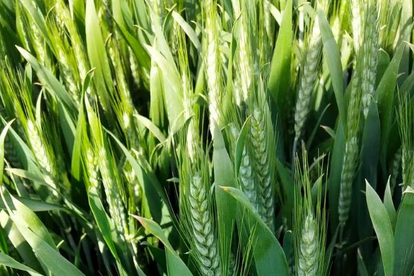怀川267小麦种子特点，与对照品种周麦18熟期相当