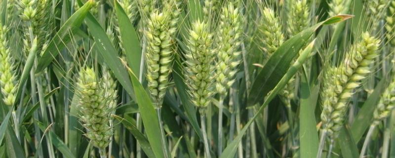 江河607小麦种简介，每亩适宜基本苗16万—20万