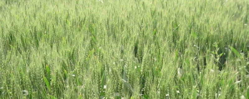 江麦277小麦品种简介，每亩适宜基本苗14万—22万