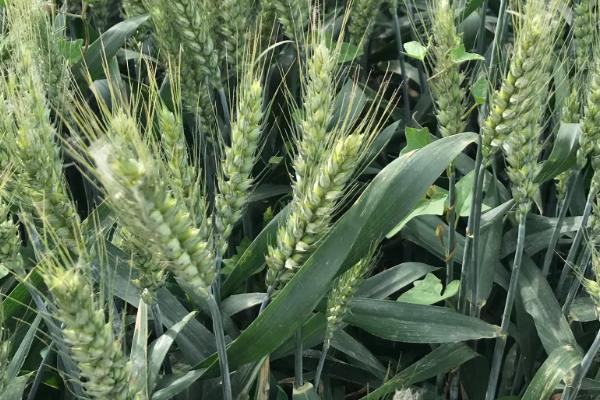 岱麦736小麦种子特点，适宜播种期10月中下旬
