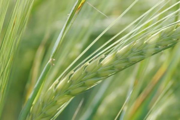 大地1087小麦种子介绍，比对照品种周麦18熟期稍早