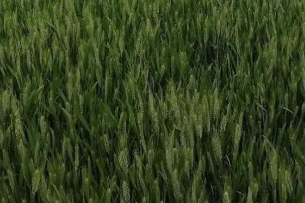 安农188小麦品种简介，与对照品种周麦18熟期相当