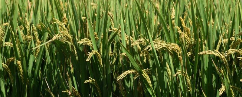 大地1087小麦种子介绍，比对照品种周麦18熟期稍早