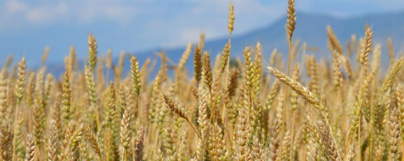 岱麦736小麦种子特点，适宜播种期10月中下旬