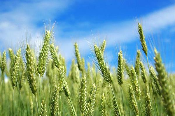 涡麦303小麦品种的特性，每亩适宜基本苗14万—20万