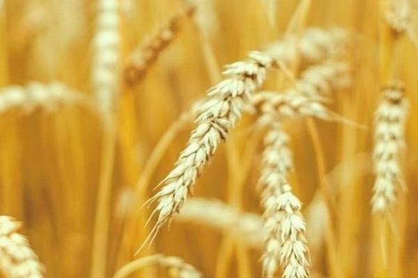 安农188小麦品种简介，与对照品种周麦18熟期相当