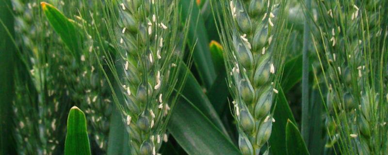 驻麦586小麦种子简介，每亩适宜基本苗14万—22万