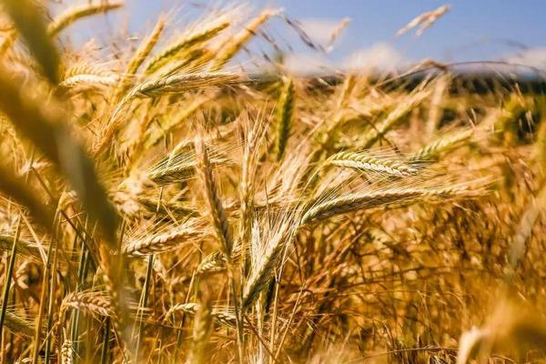涡麦303小麦品种的特性，每亩适宜基本苗14万—20万