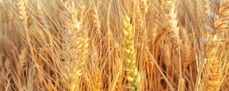 科麦2号小麦品种简介，每亩适宜基本苗14万—22万