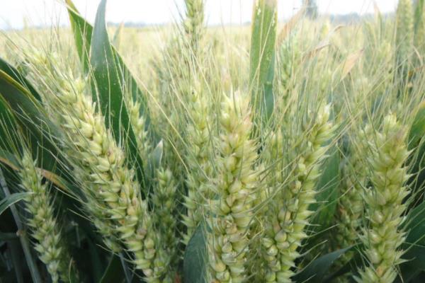 天益科麦8号小麦品种简介，每亩适宜基本苗14万—22万