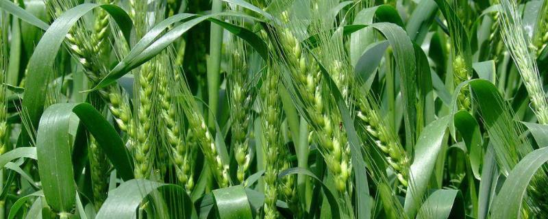天益科麦8号小麦品种简介，每亩适宜基本苗14万—22万