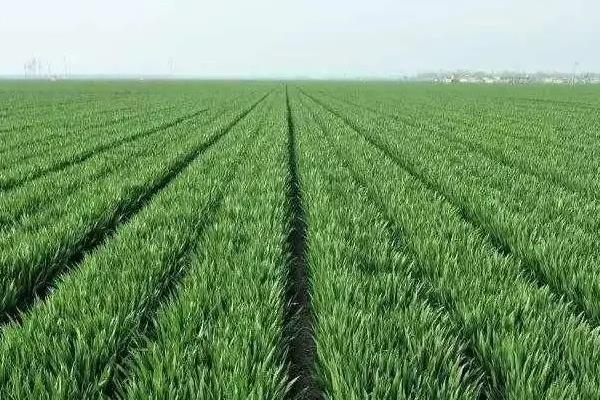 科麦2号小麦品种简介，每亩适宜基本苗14万—22万