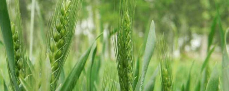 淮麦48小麦品种简介，每亩适宜基本苗14万—22万