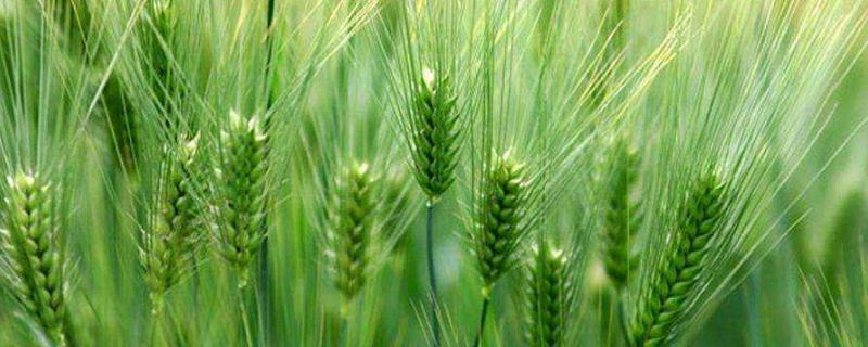 襄麦1909小麦种子简介，与对照品种扬麦20熟期相当