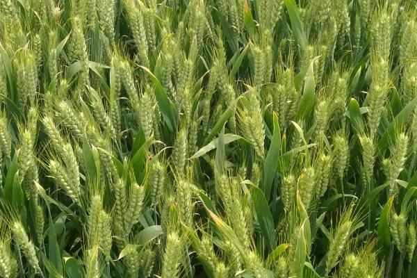 宁麦资100小麦种子特征特性，每亩适宜基本苗15万—18万
