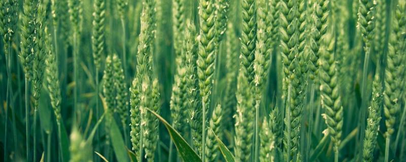 扬麦45小麦种子简介，与对照品种扬麦20熟期相当