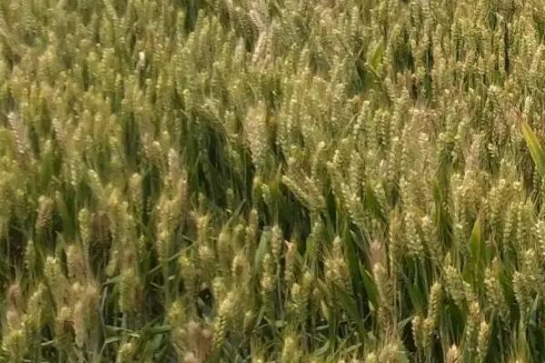 绵麦907小麦种子简介，注意防治蚜虫和赤霉病