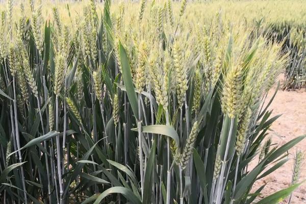 绵麦907小麦种子简介，注意防治蚜虫和赤霉病