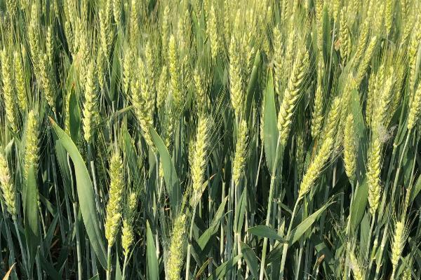 内麦416小麦品种简介，中抗白粉病