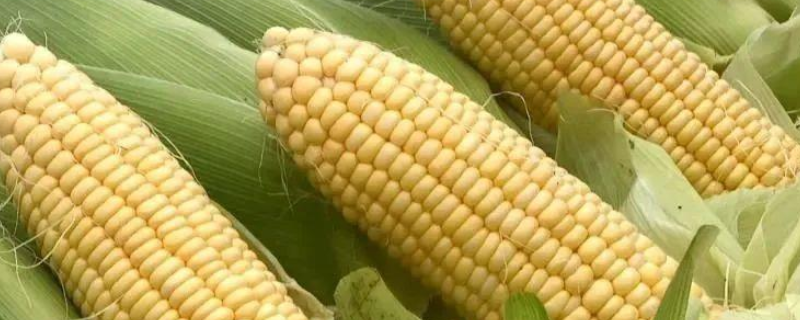 邯玉20玉米种简介，喇叭口期注意防治玉米螟