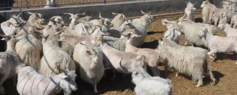 山东养羊基地在哪里，在山东省济宁市嘉祥县畜牧开发区