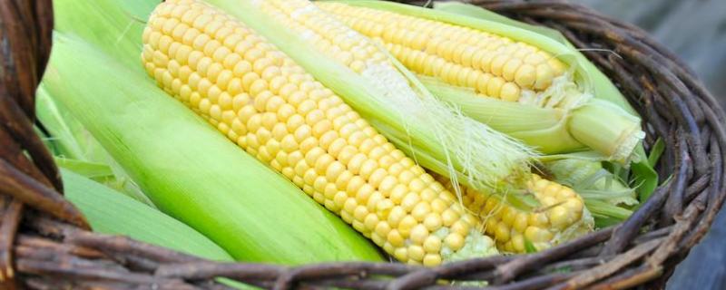方玉301玉米品种的特性，适宜密度为5500株/亩左右