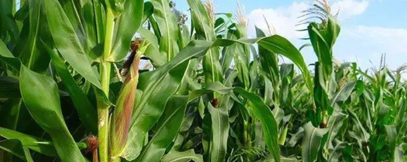 张单777玉米品种的特性，适宜密度为4500株/亩左右