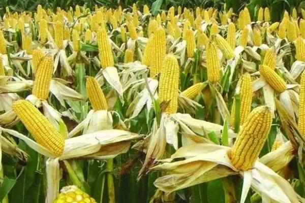 方玉301玉米品种的特性，适宜密度为5500株/亩左右