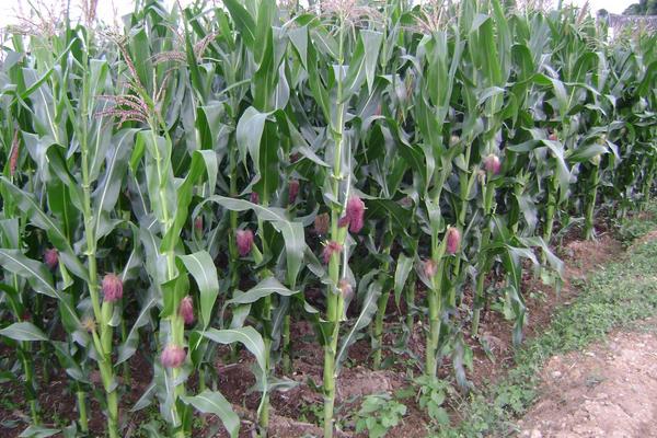 GF118玉米种子特征特性，适宜密度为4500株/亩左右