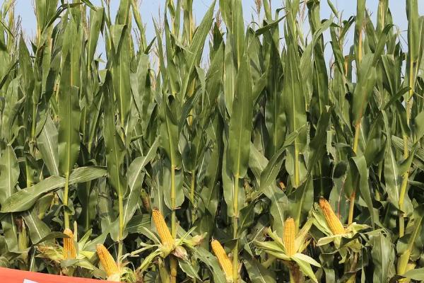 张单777玉米品种的特性，适宜密度为4500株/亩左右