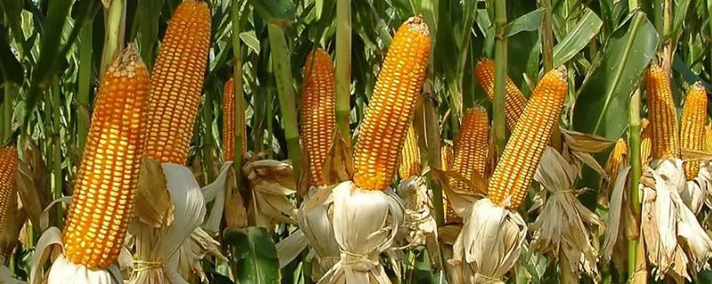 矮金棒219玉米种子特点，适宜密度为4500株/亩左右