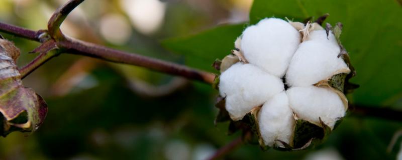 衡棉1186棉花种简介，转基因抗虫常规棉品种