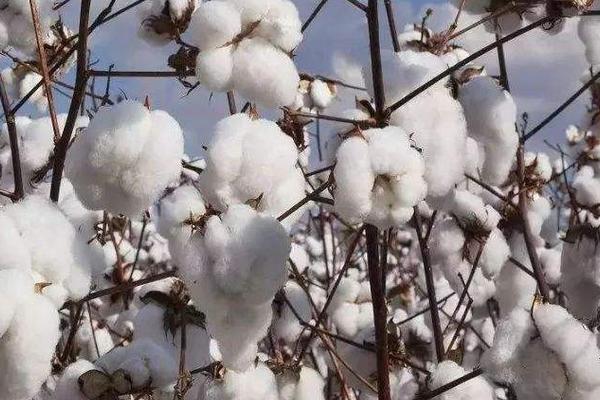衡棉482棉花种子简介，机采栽培密度6000株/亩