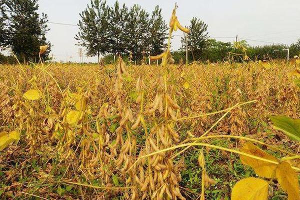 石鲜11大豆种子特点，适宜播期6月中下旬