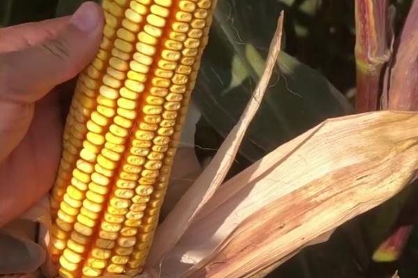 熙单79玉米种子特征特性，适宜密度为4500株/亩左右